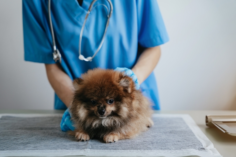 Перед лечением герпеса у собаки важно провести диагностику