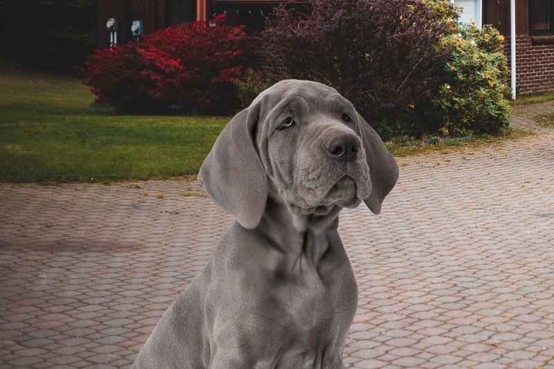 Важно следить, сколько весит немецкий дог по мере взросления