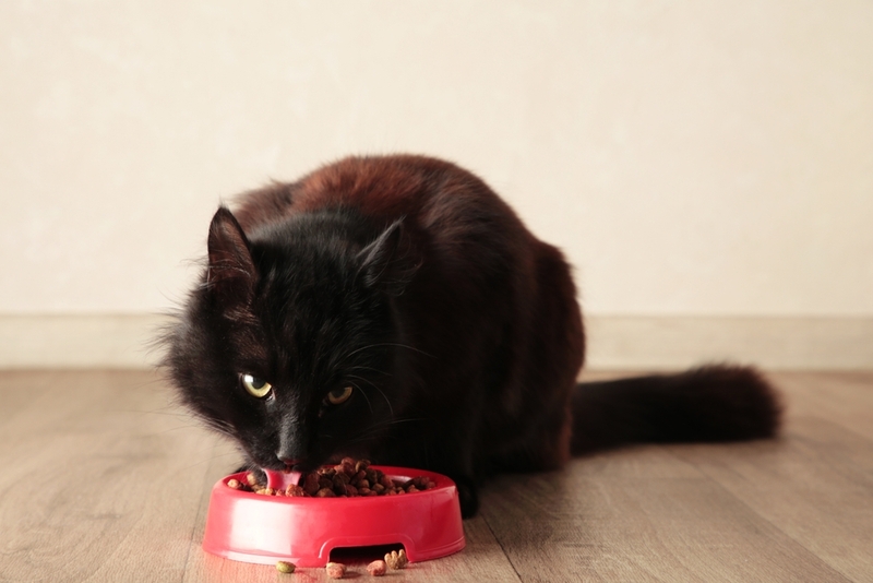 Для лечения кокцидиоза у кошек используют диету