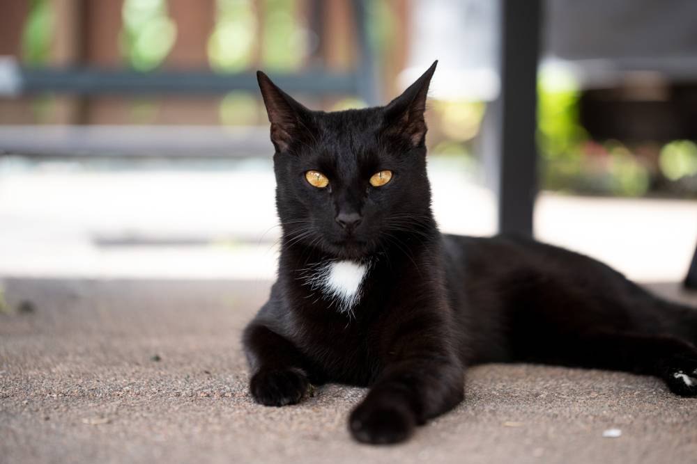 Как назвать и выбрать имя, кличку для черного котенка мальчика или девочки  - Petstory
