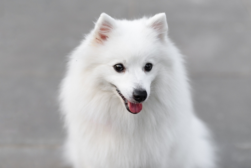 Японские шпицы живут дольше, чем более крупные собаки