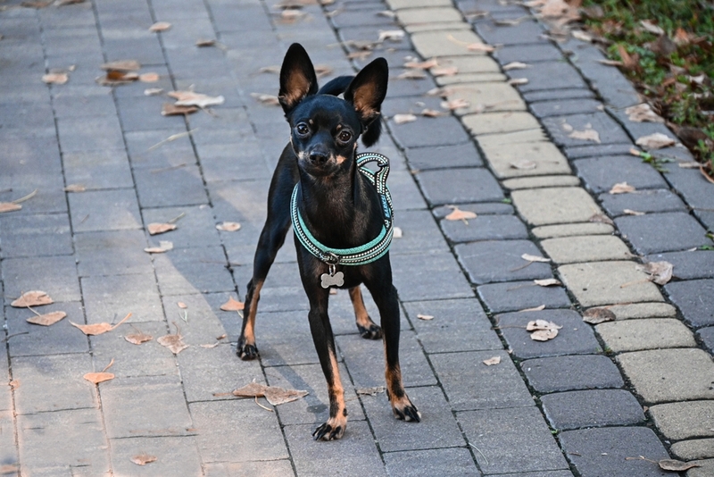 У той-терьеров встречаются болезни полости рта