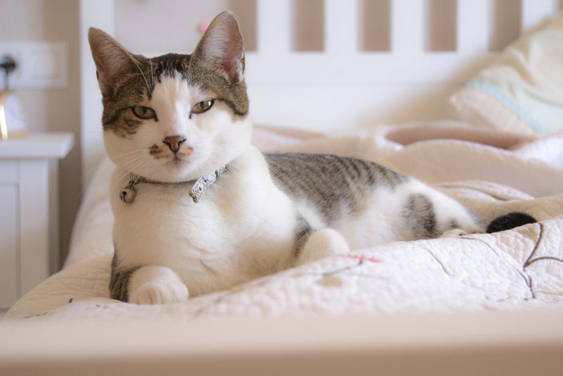 Чаще всего у кошек встречается саркома фиброзной ткани