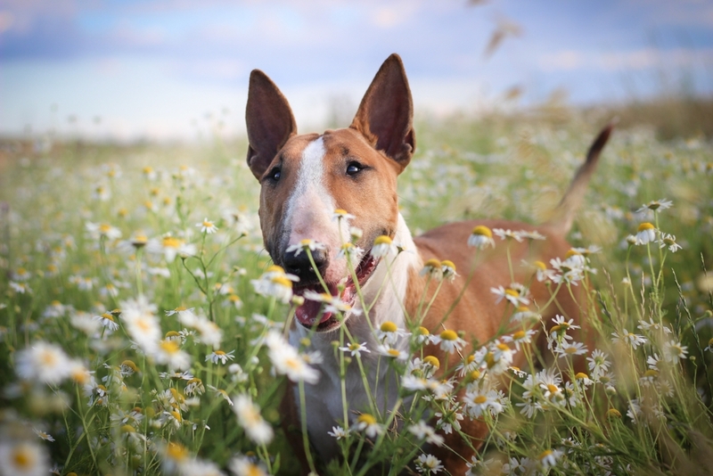Питание влияет на то, сколько весит бультерьер