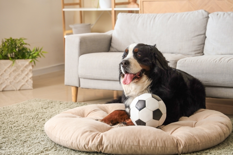 Вес бернского зенненхунда меняется по мере взросления