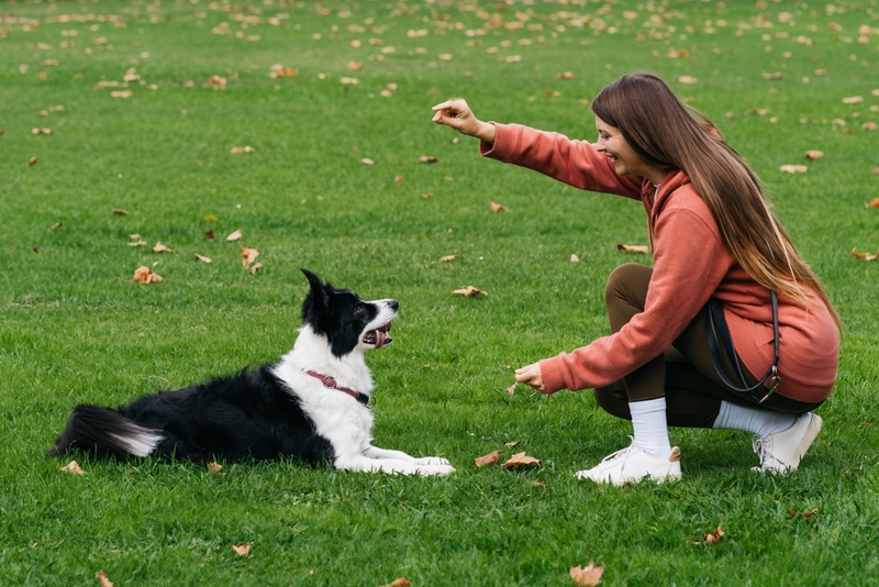 Чрезмерное количество лакомств влияет на вес бордер-колли