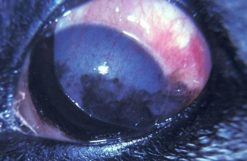 Так выглядит паннус у собак