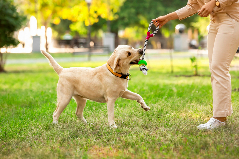У лабрадоров встречаются болезни суставов