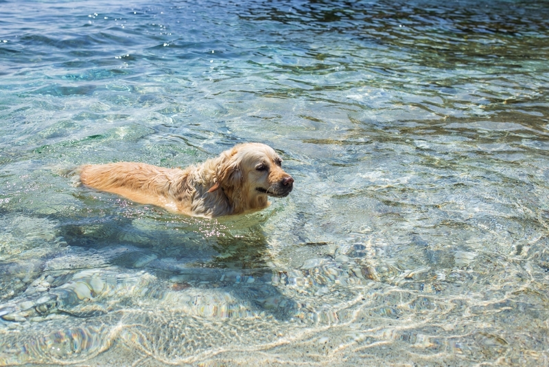 Длинношерстным собакам приятно купаться в прохладной воде