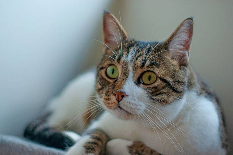 Блефарит у кошек: причины, признаки заболевания и лечение