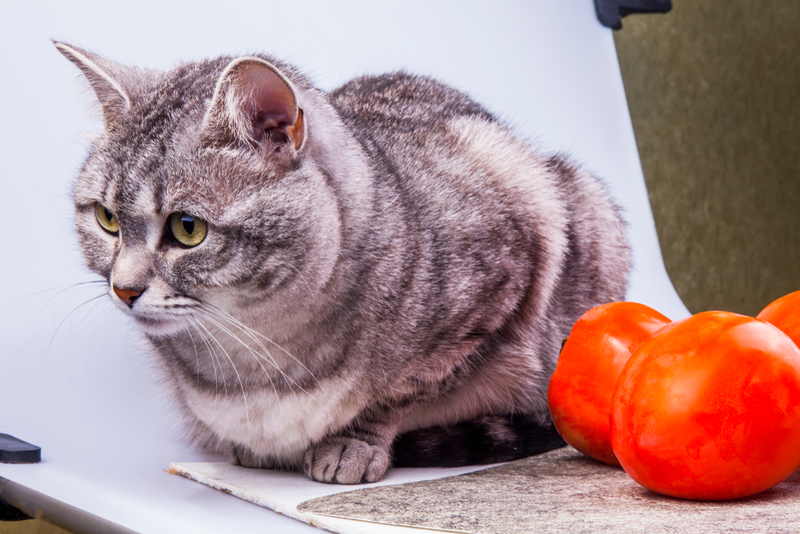 Кошка с хурмой на фото