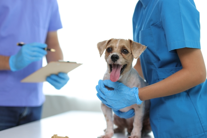 Собаке, которая сильно линяет, нужен врач