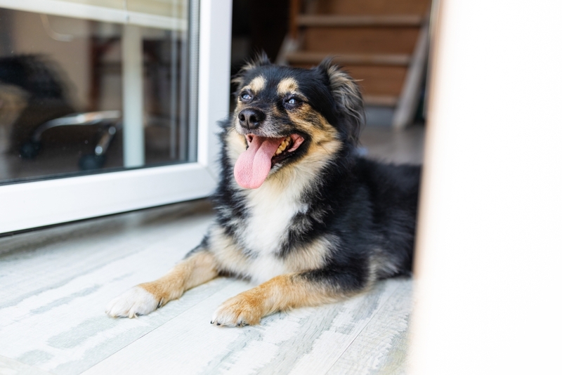 Симптом гипотиреоза у собаки – изменение активности