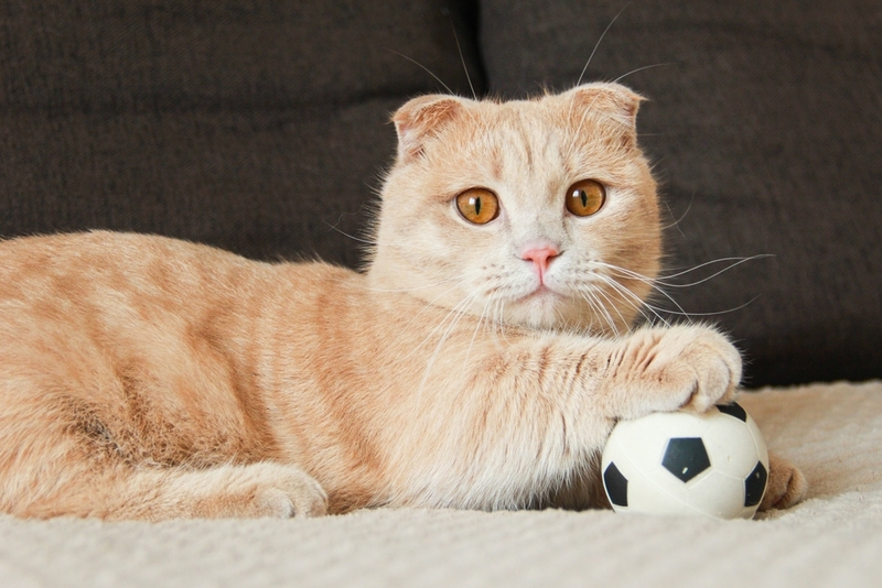 Срок жизни манчкина можно сравнить с человеческим