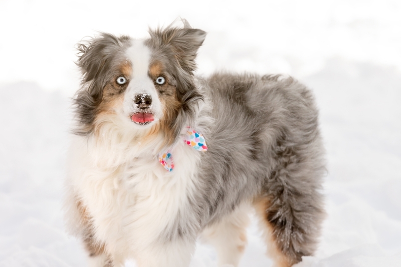 Мини-аусси – порода собак с голубыми глазами