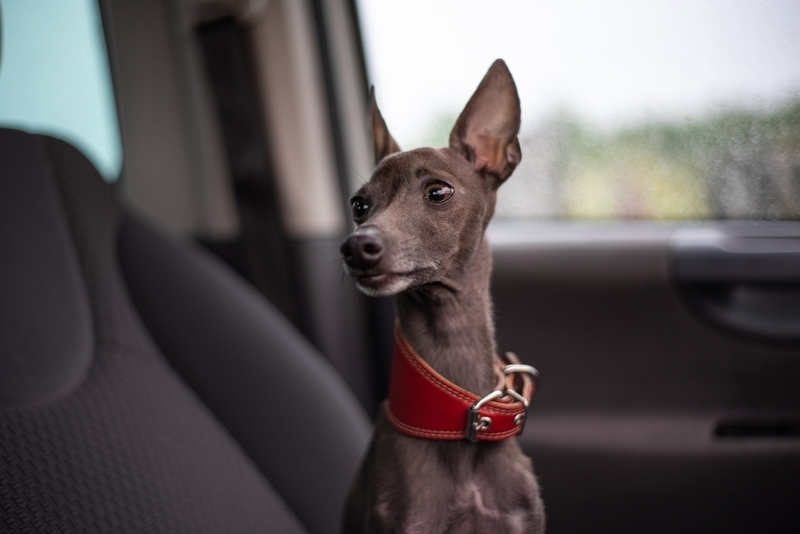 Левретка – порода маленьких собак серого цвета