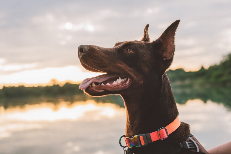 Во время беременности доберману делают УЗИ