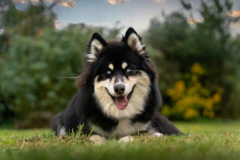 Дизайнерская порода американских собак помски