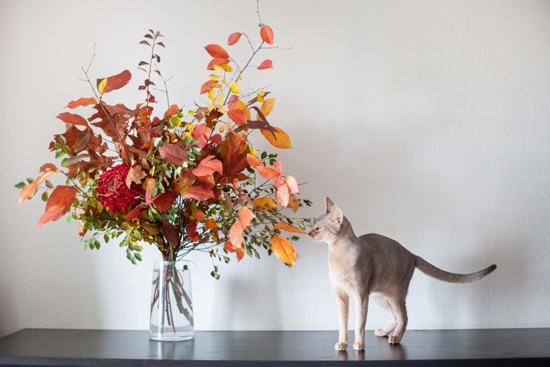 Абиссинская кошка подходит людям с незначительными проявлениями аллергии