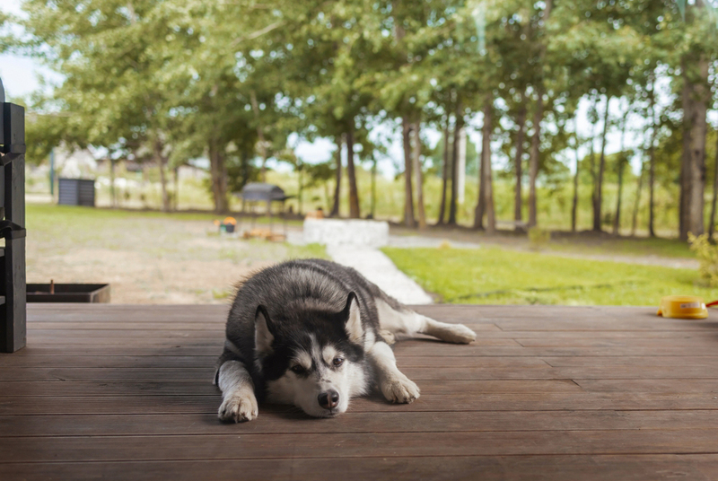 Собаке с сирингомиелией нужно избегать чрезмерной активности