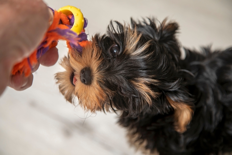 Как выглядит черный йорк?