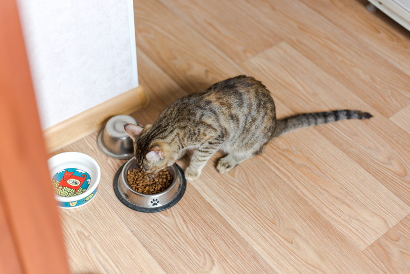 Рацион питания кошки с синдромом Кушинга должен быть особым