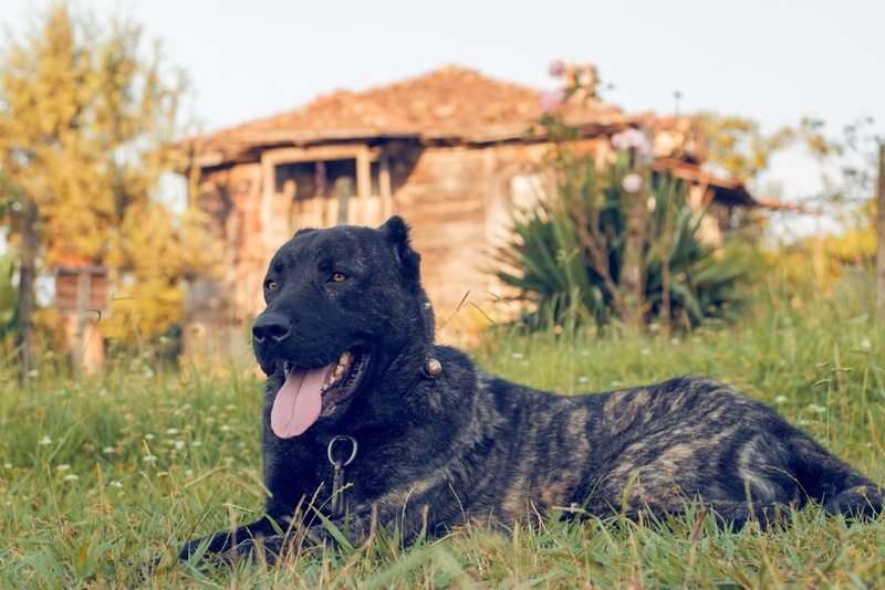 Сколько живут алабай и кангал?