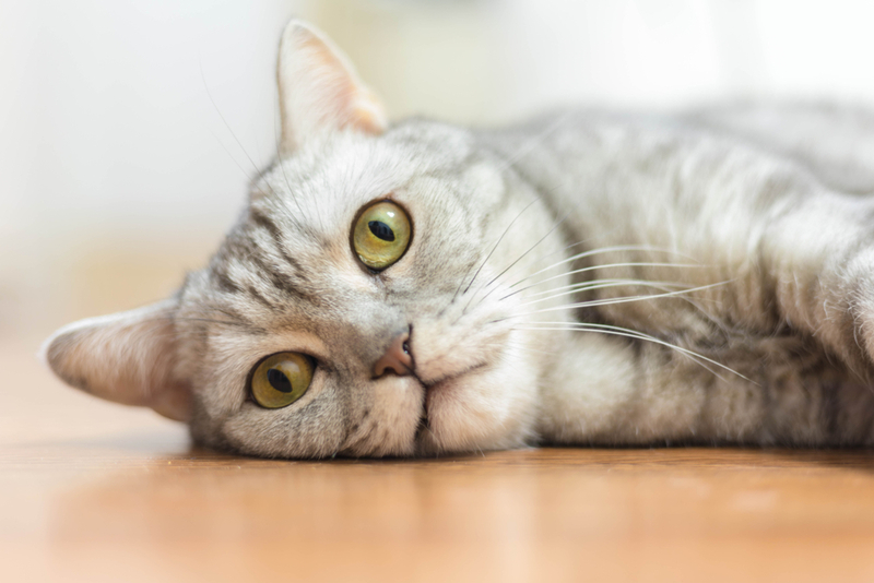 Чем осложняется кератит у кота?