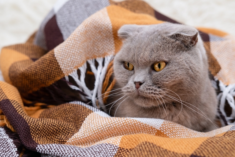 Как назвать вислоухого кота-шотландца?