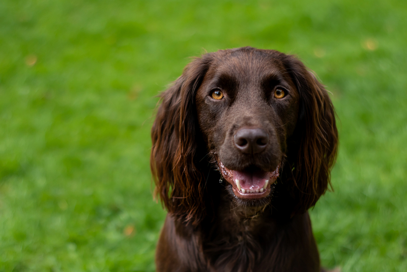 Владельцу важно знать, сколько весит английский кокер-спаниель в норме