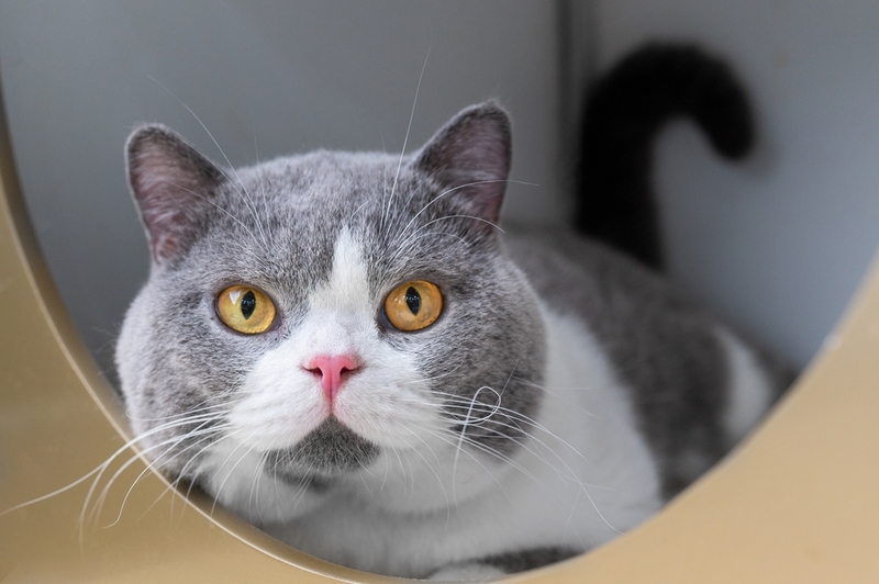 Лейкозная форма лимфомы у кошки поражает мозг