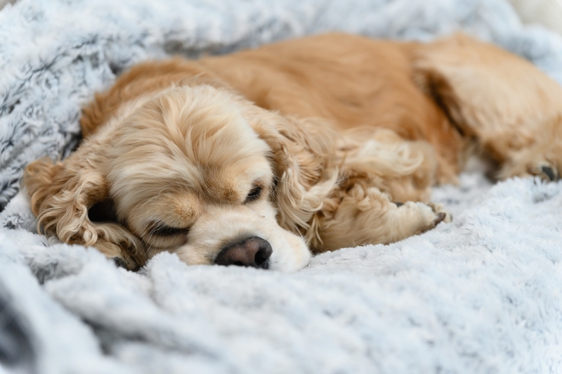 То, сколько прожил американский кокер-спаниель, можно сравнить с возрастом человека