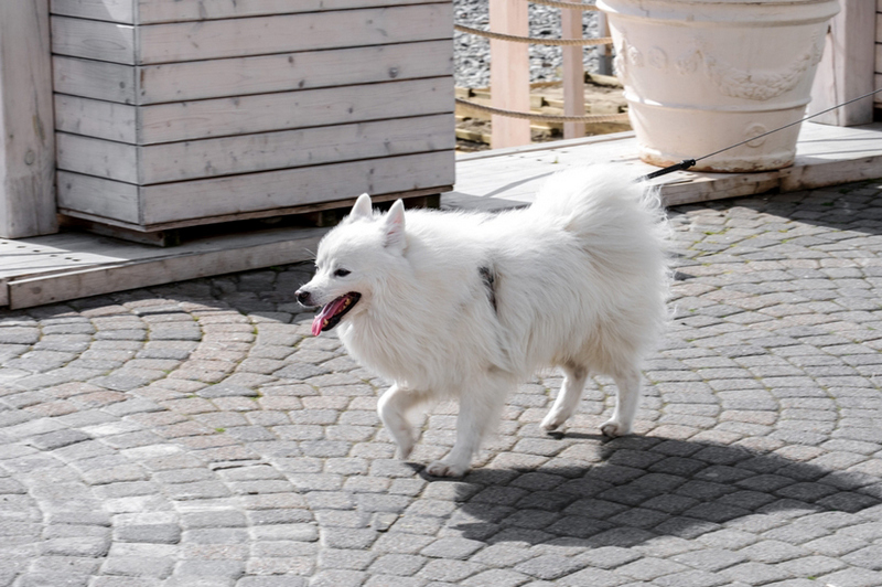 Нагрузки влияют на срок жизни японского шпица