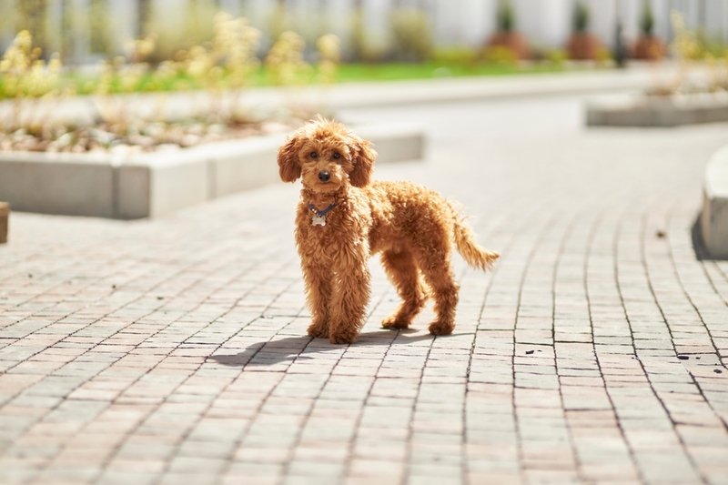 Вязка мальтипу проходит в несколько этапов