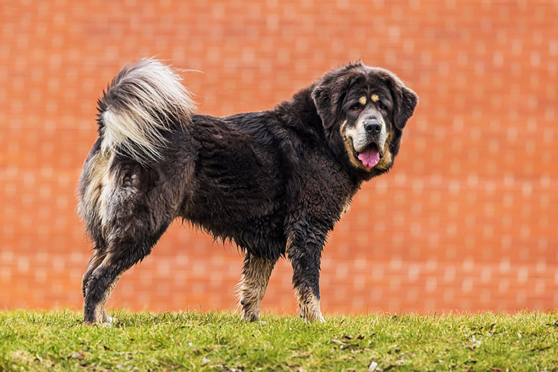 Тибетские мастифы — древние собаки, помогавшие пастухам