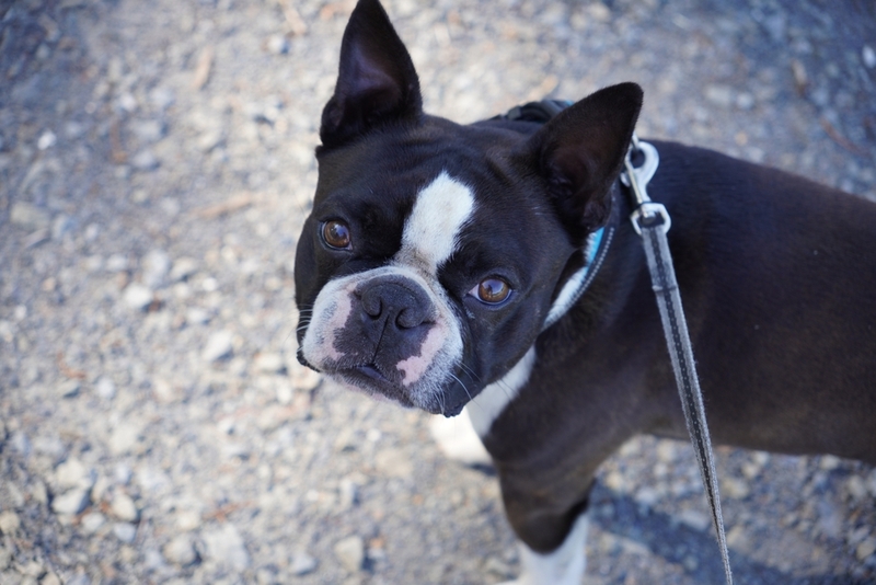 Гигиена влияет на срок жизни бостон-терьера