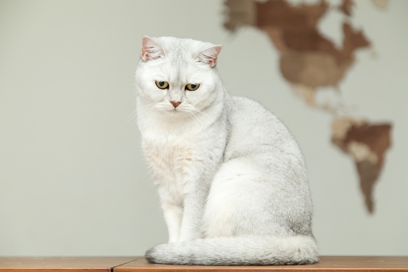 Рацион влияет на вес британской кошки