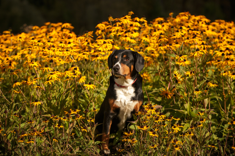 Молосская собака зенненхунд