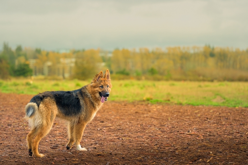 Течка у немецкой овчарки свидетельствует о половом созревании собаки