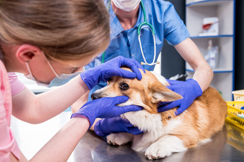 осмотр собаки со слепотой
