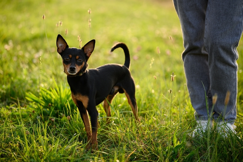 Той-терьеров нужно обработать от паразитов до вязки