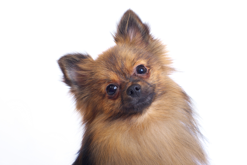 Болезнь шпица требует лечения