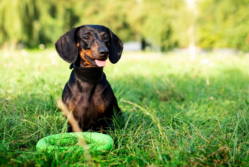Разновидность породы такс