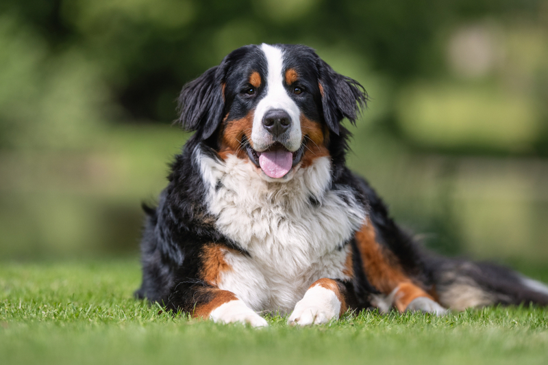Владелец может повлиять на то, сколько проживет бернский зенненхунд