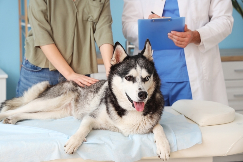 Каковы симптомы цирроза печени у собак?