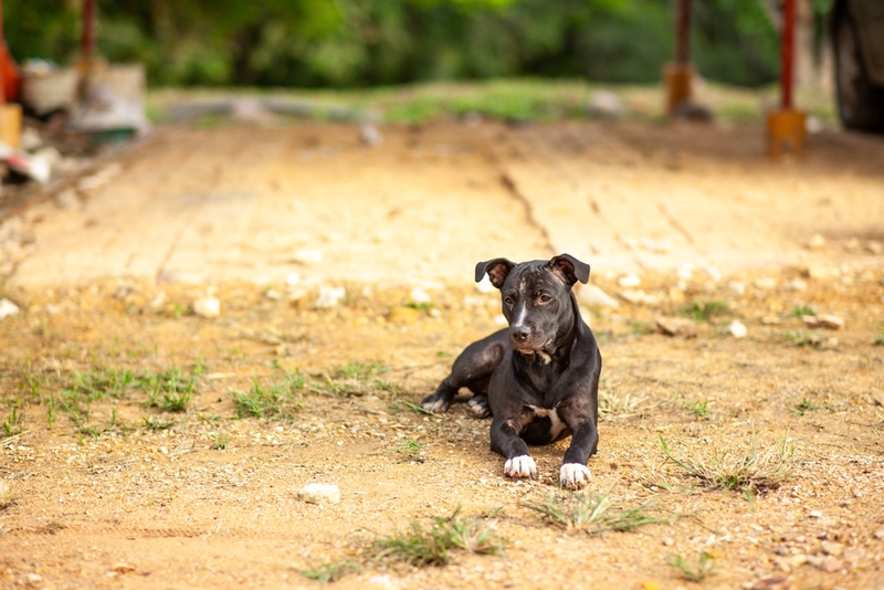 Как дрессировать черного питбуля?