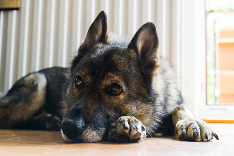 Форма демодекоза у собак бывает различной