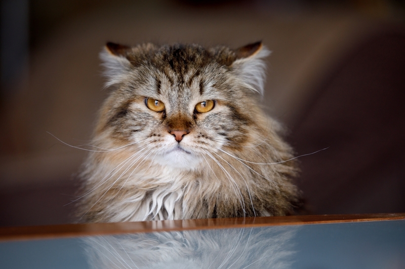 Сибирские кошки с болезнями живут меньше