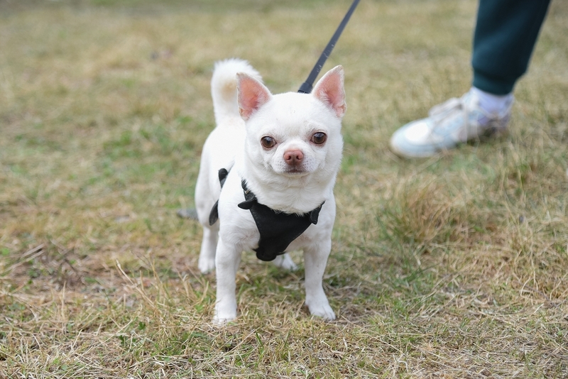 У чихуахуа встречаются болезни сердца