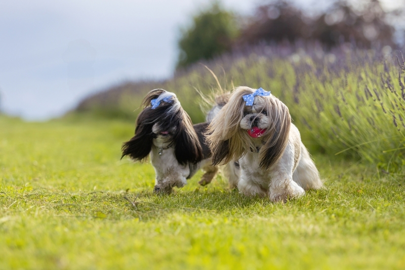 Вязку ши-тцу проводят в зрелом возрасте